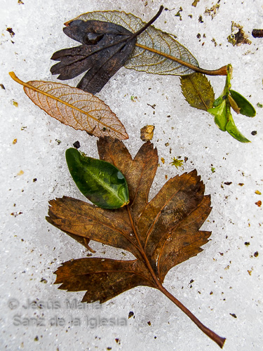 Potpurrí de hojas sobre la nieve. Hayedo abetal de Aztaparreta, Belagua