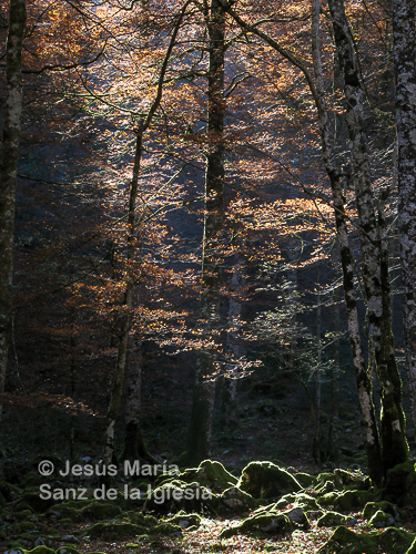 Bosque de Arbailles, sur de Francia